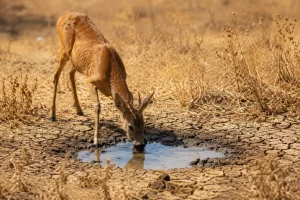 Un chevreuil s'abreuve dans une flaque d'eau au milieu d'une végétation desséchée par la canicule et la sécheresse.