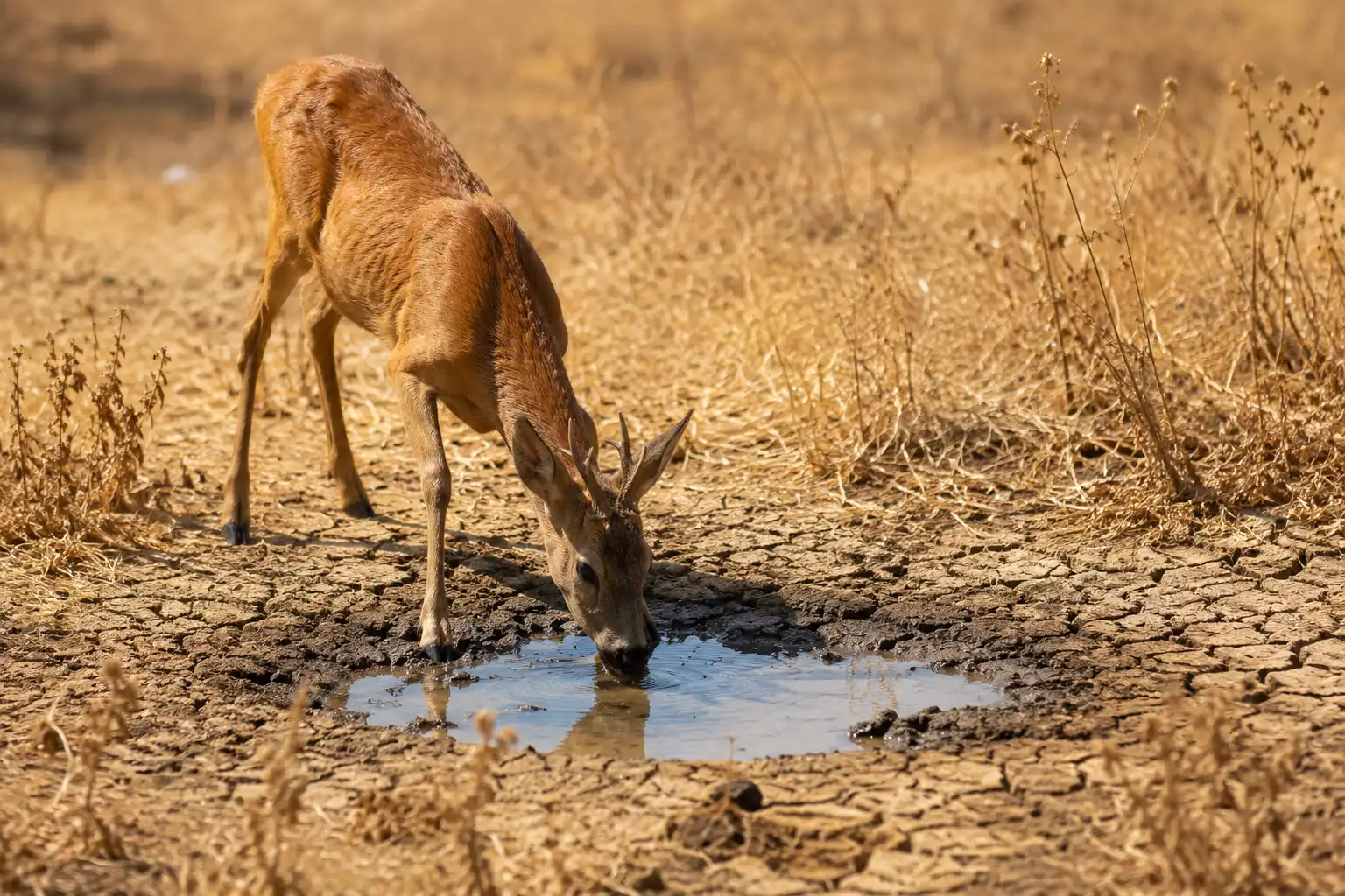 Un chevreuil s'abreuve dans une flaque d'eau au milieu d'une végétation desséchée par la canicule et la sécheresse.