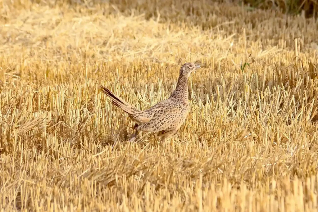 Quel impact de la sécheresse sur la faune sauvage
