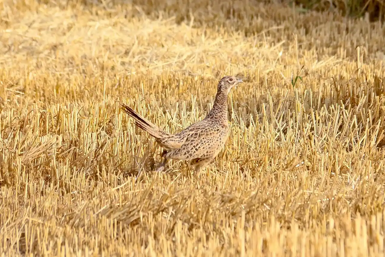 Quel impact de la sécheresse sur la faune sauvage