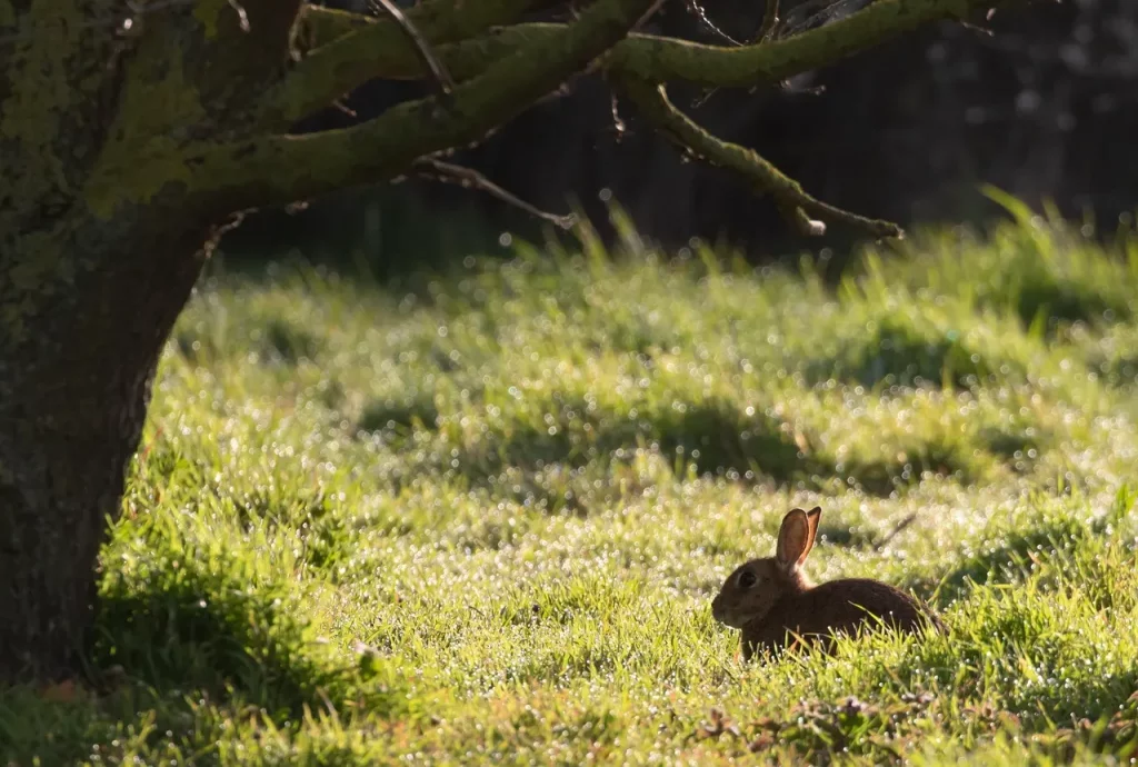 Lapin de garenne devant sa garenne dans une prairie française
