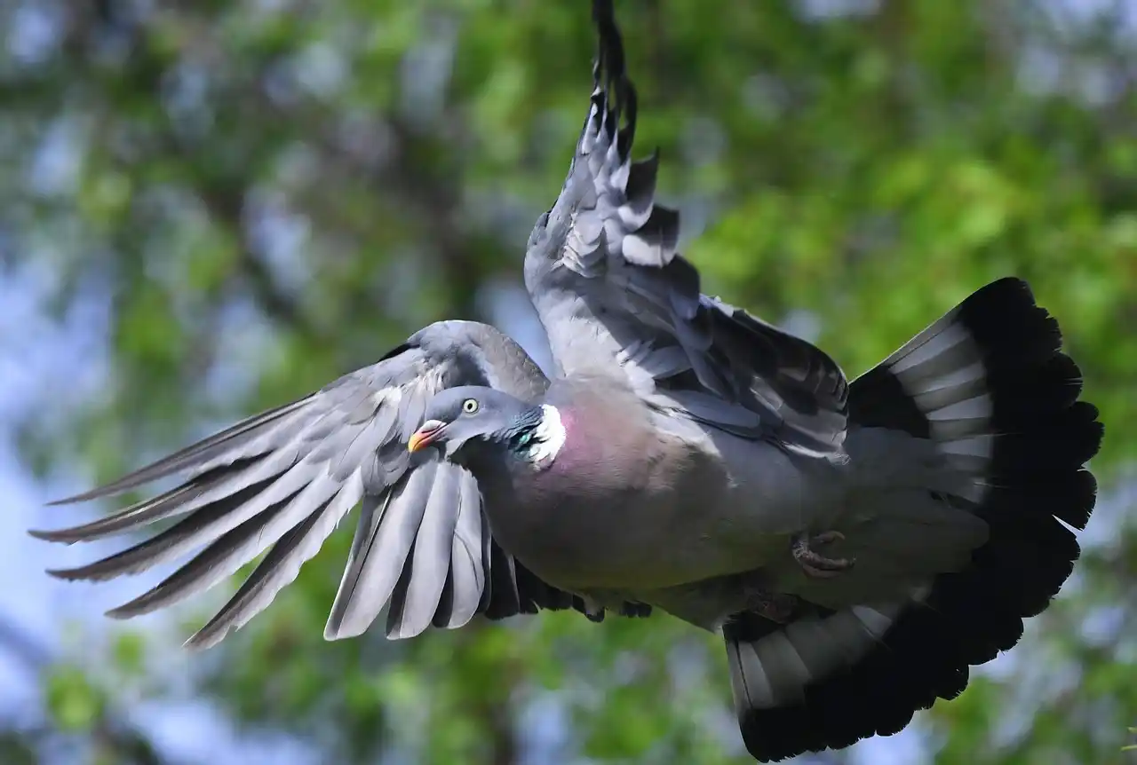 Chasse à poste fixe du pigeon ramier en été