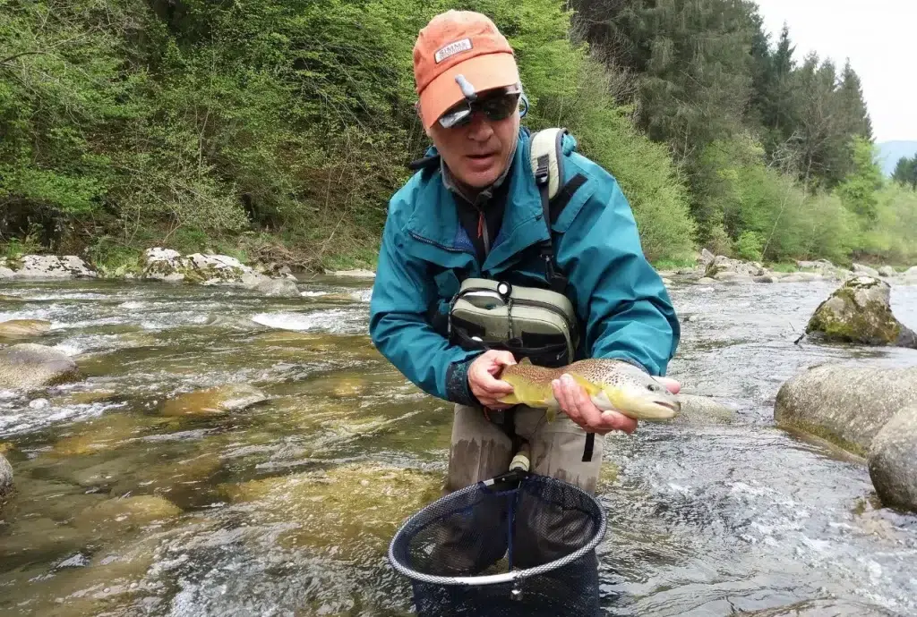 Truite marmorata dans une rivière des Dolomites en Italie.
