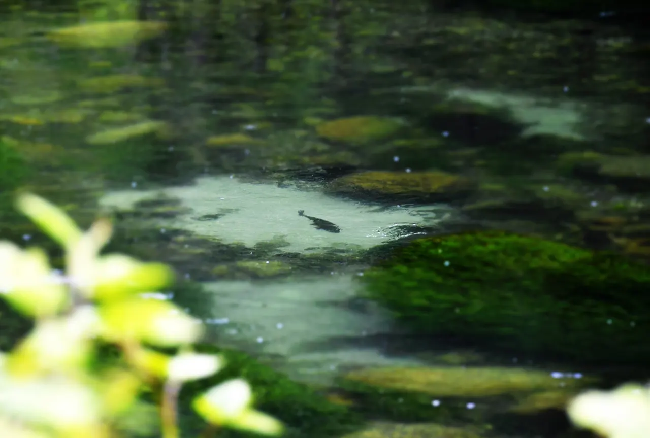 truite marmorata dans l'eau cristalline d'une rivière des Dolomites,