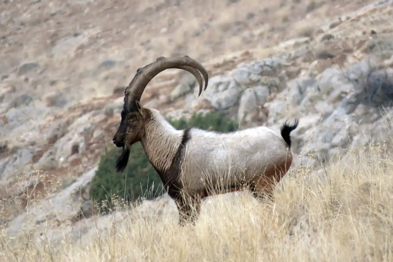 chasse Ibex Bezoard en Turquie