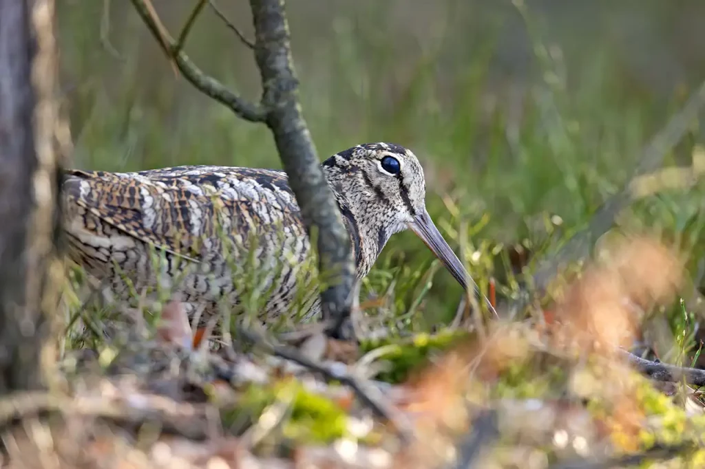 chasse bécasse à l'étranger