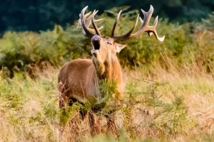chasse du cerf à l'approche