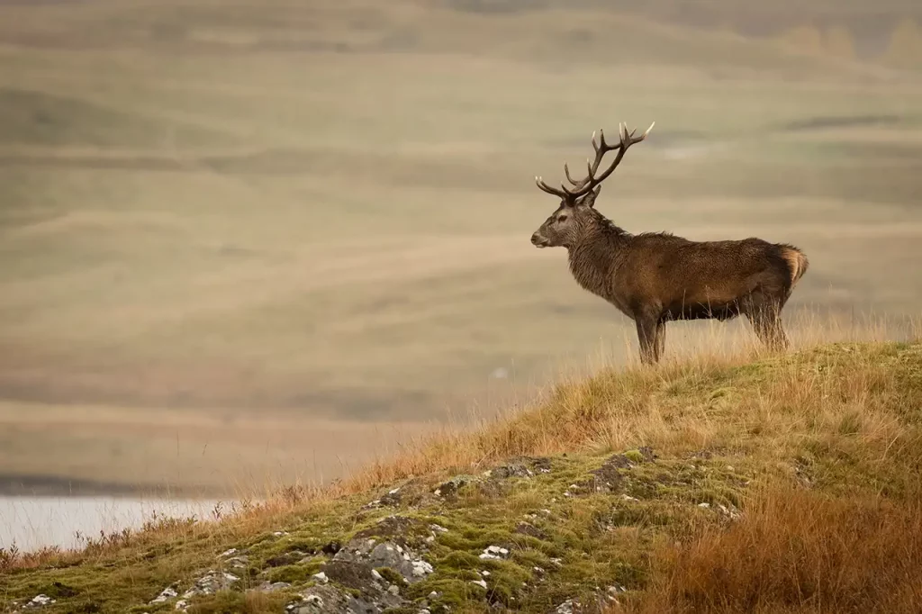 Cerf rouge dans les Highlands en Écosse