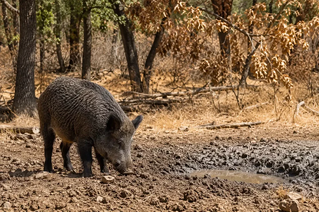 Sanglier dans une forêt touchée par la sécheresse en 2026