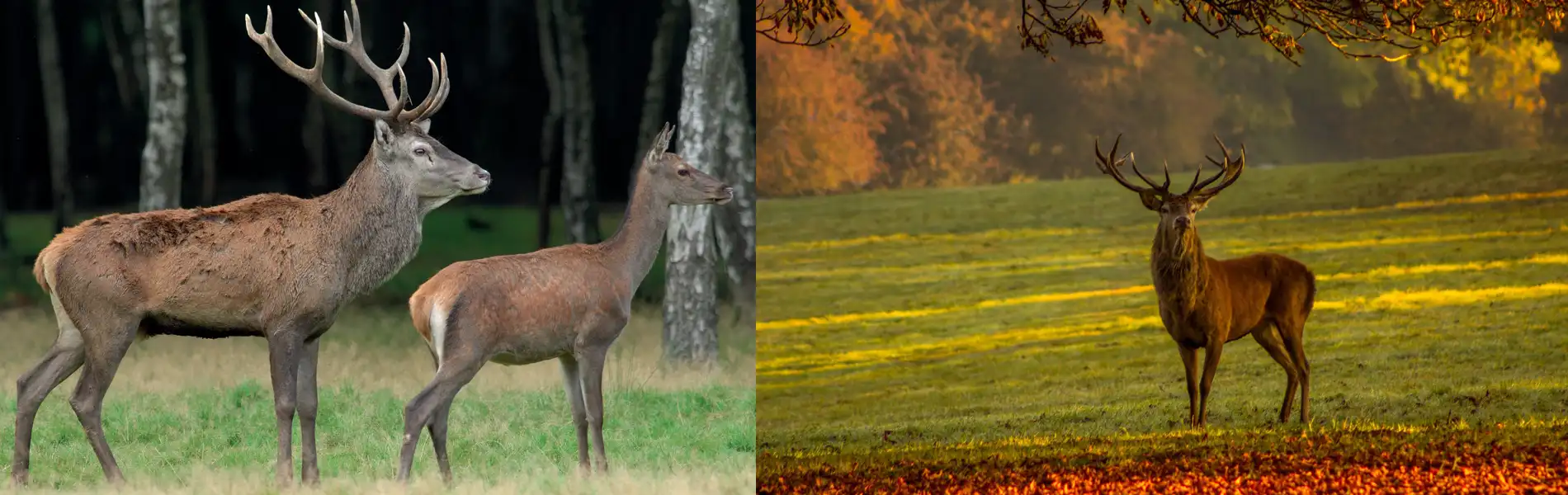 Image du slider