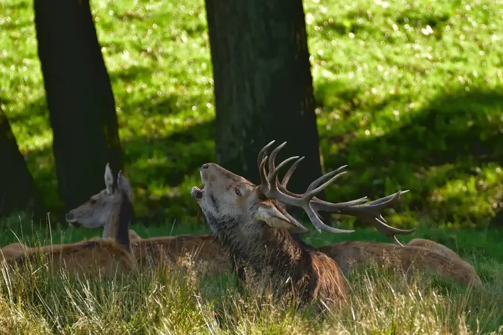 Cerf élaphe pendant le brame en septembre 2026