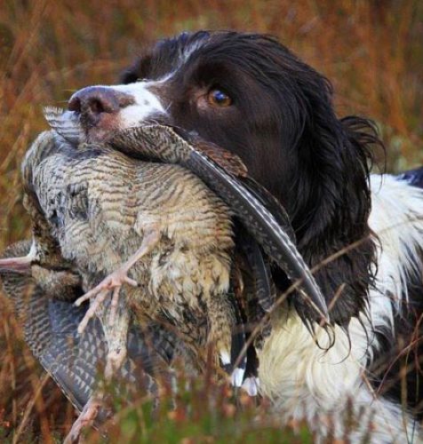 chasse bécasse Irlande