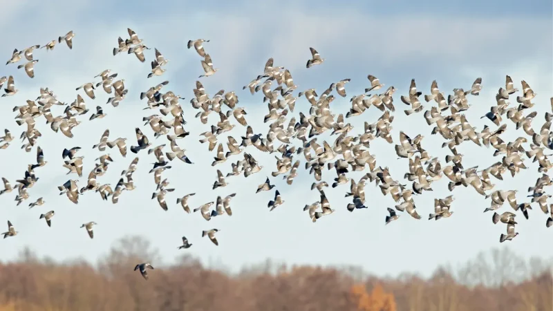 Chasse du pigeon en France et en Irlande
